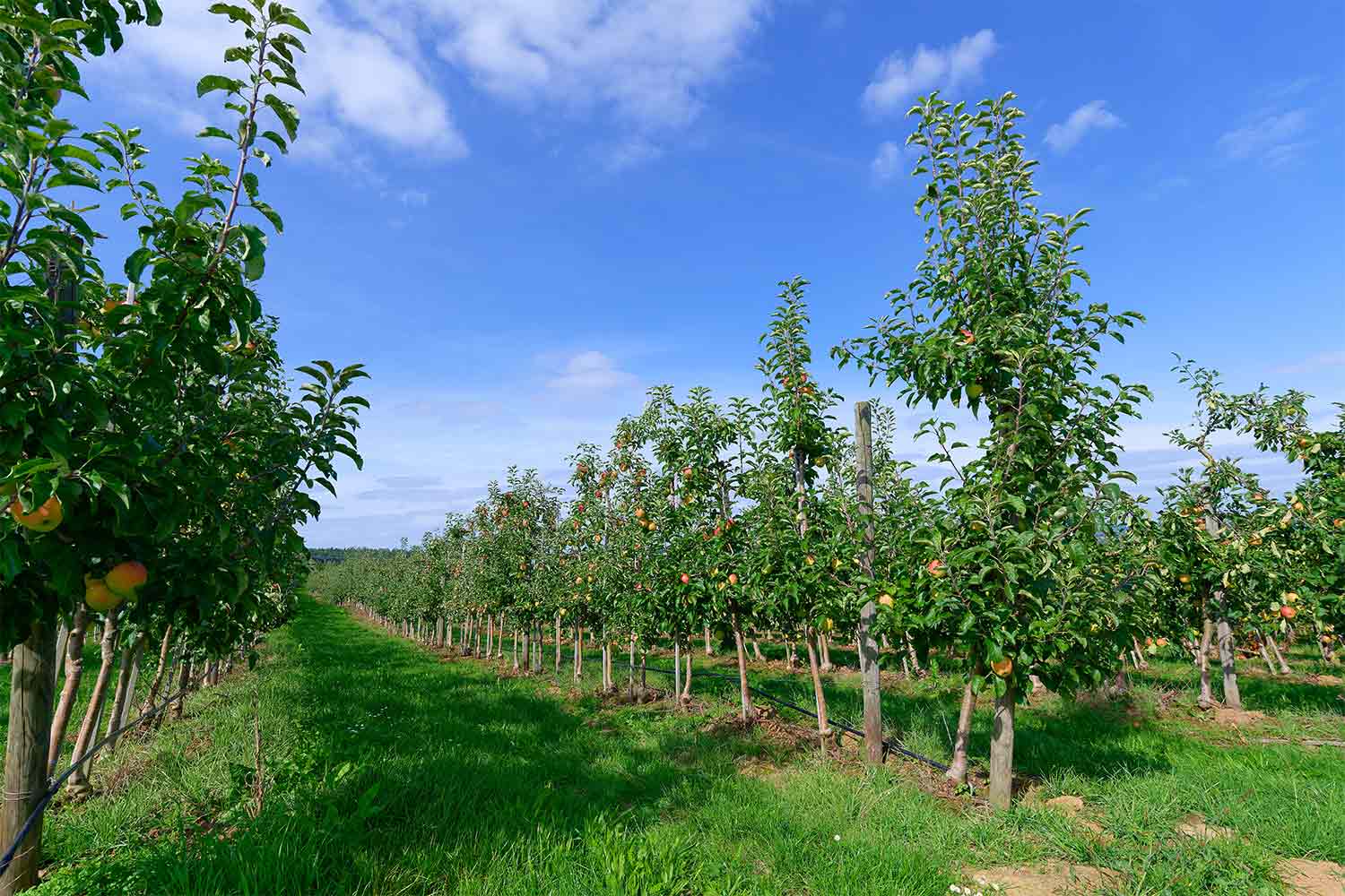 Stegmann Apfelplantage