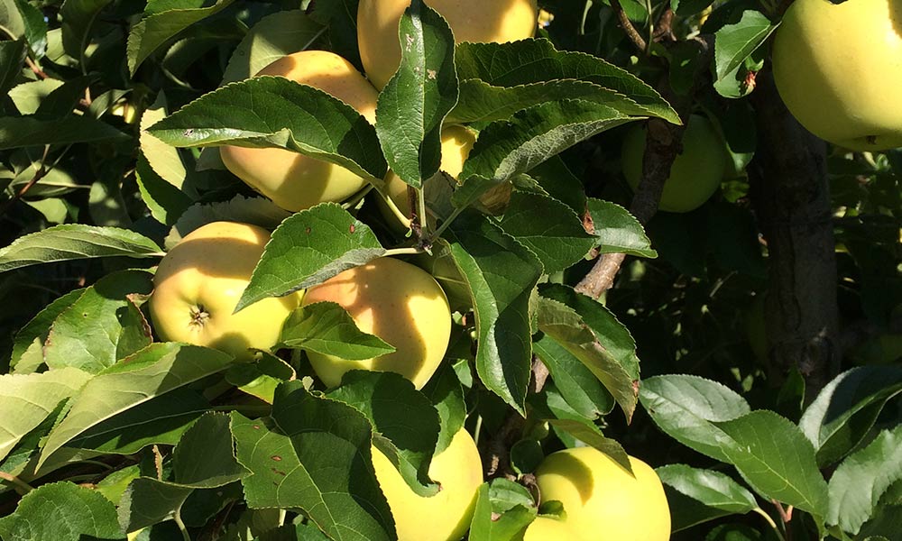 Fast reife gelbe Äpfel am Baum